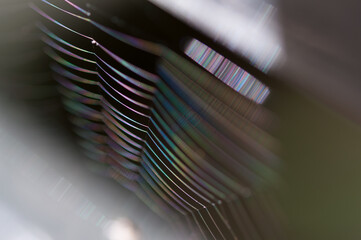 abstract close up of spider web