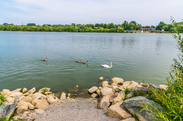 A view of the swans on Boddington Reservoir, Northampton, UK in summertime