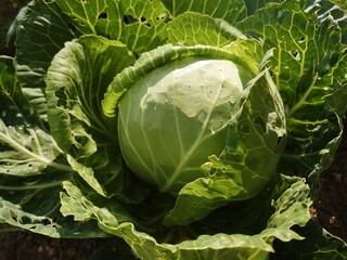 Fototapeta premium Head of cabbage on the field. August vegetable harvest in the garden.