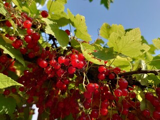 Red currant bush with berries against blue sky. Fresh organic berries. Vegetarian and vegan food.