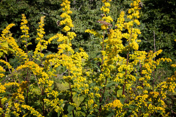Goldenrod yellow wildflower plant in full bloom