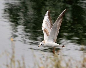 seagull in flight
