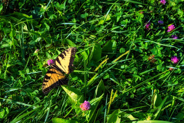 Butterfly seeks out sweet nectar of the red clover