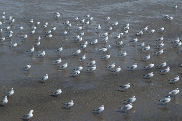 Flock of Gulls or seagulls standing on the beach facing the same direction.