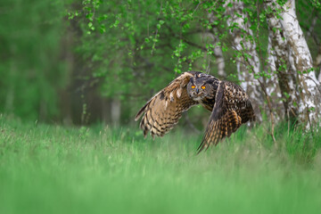 The great eagle owl flies among the trees.
