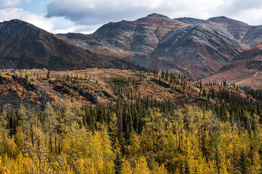 Yukon Wilderness Brilliant Autumn Color 