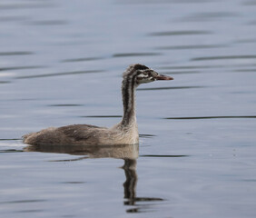 Great crested grebe