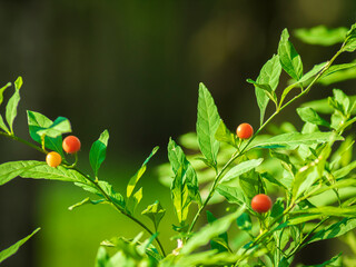 small wild tomato plant on blurred background