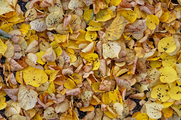 Texture of fallen leaves, golden autumn	