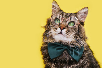 Funny cat in bow tie and glasses sitting on yellow background