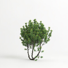 3d illustration of pinus mugo tree isolated on white background