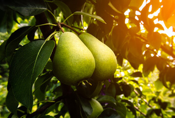 two green unripe pears hang on a tree in the sun