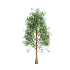 3d illustration of metasequoia glyptostroboides tree isolated on white background