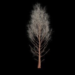 3d illustration of metasequoia glyptostroboides tree isolated on black background