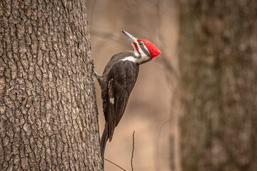 Male Pileated Woodpecker on a tree trunk - obrazy, fototapety, plakaty
