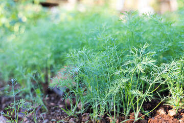 Anethum graveolens Dill plant in the garden