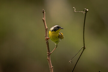 Male Common Yellow-throat Warbler poses on a branch