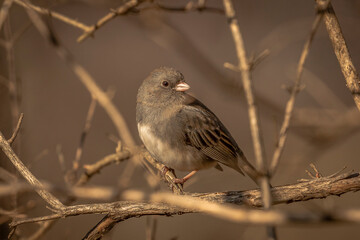 Dark-eyed Junco perched on branch