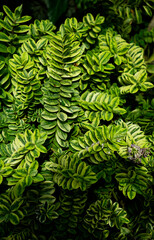 Background photo of hebe shrubs leaves before flowering