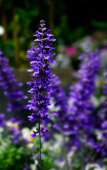 Close up photo of beautiful purple Salvia farinacea or mealycup sage
