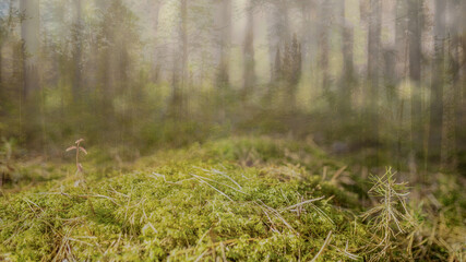 green moss in the forest. Double exposure photo 