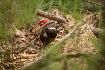 A male Pileated Woodpecker searches for grubs in a dead log