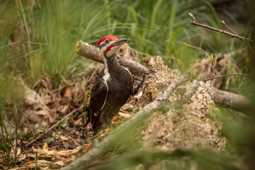 A male Pileated Woodpecker searches for grubs in a dead log