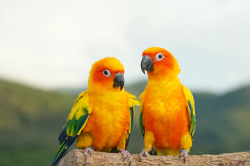 Fototapeta na wymiar 2 Sun conure or bird couple Beautiful, parrot looking at the camera, has yellow on blur green background (Aratinga solstitialis) exotic pet adorable, native to amazon