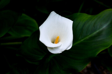 white calla lily