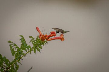 Male Ruby-throated Hummingbird gathers nectar from trumpet flowers