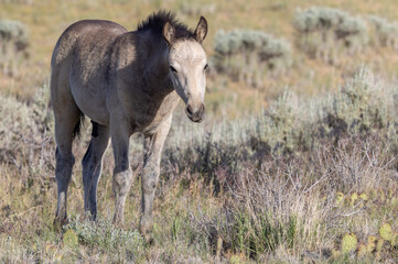 Naklejka na ściany i meble Cute Wild Horse Foal in Summer in the Wyoming Desert