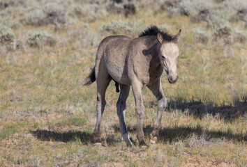 Naklejka na ściany i meble Cute Wild Horse Foal in Summer in the Wyoming Desert
