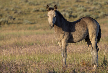 Obraz na płótnie Canvas Cute Wild Horse Foal in Summer in the Wyoming Desert
