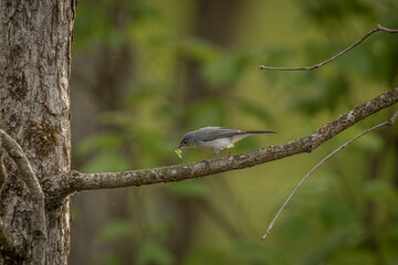 Blue-gray Gnatcatcher with a worm