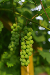 A bunch of growing grapes