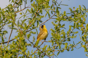 Male Common Yellowthroat Warbler sings in a tree
