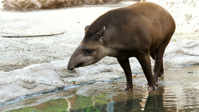 on a hot summer day, the tapir walks on the water, near a pond, drinks water, bathes. High quality photo