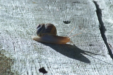 A snail and its shadow crawling  on the wood.