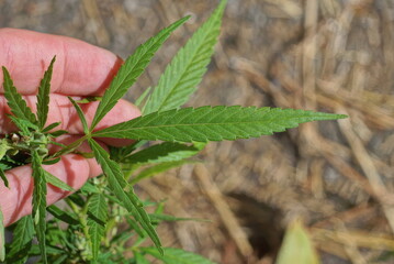 hand holding green leaves of cannabis plant on brown background in nature