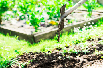 Man gardener digging whole to the land in the garden. Soil preparing for planting in spring. Gardening. Summer concept