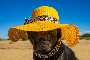 Fototapeta Czarny duży pies w żółtym kapeluszu na plaży.  obraz