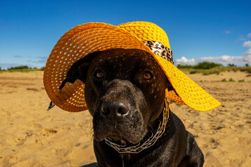 Fototapeta Czarny duży pies w żółtym kapeluszu na plaży.  obraz