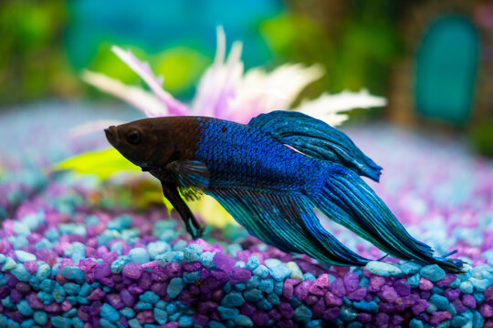 Blue betta splendens fish in a home aquarium
