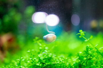 Planaria attack on a snail in an aquarium, flatworm infestation in freshwater aquascape