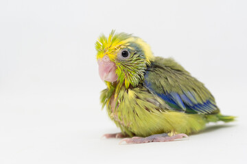 Selective focus of forpus parrotlet bird studio shot on white background