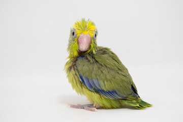 Selective focus of forpus parrotlet bird studio shot on white background