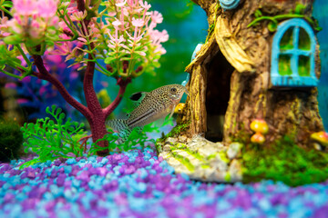 Corydoras trilineatus julii fish in a home aquarium