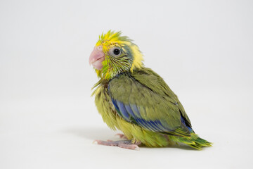 Selective focus of forpus parrotlet bird studio shot on white background