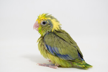 Selective focus of forpus parrotlet bird studio shot on white background