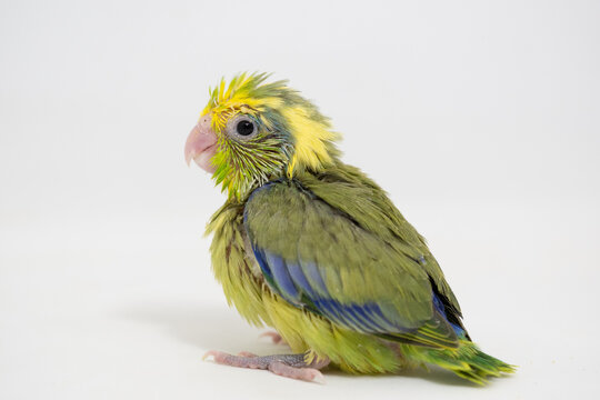 Selective focus of forpus parrotlet bird studio shot on white background